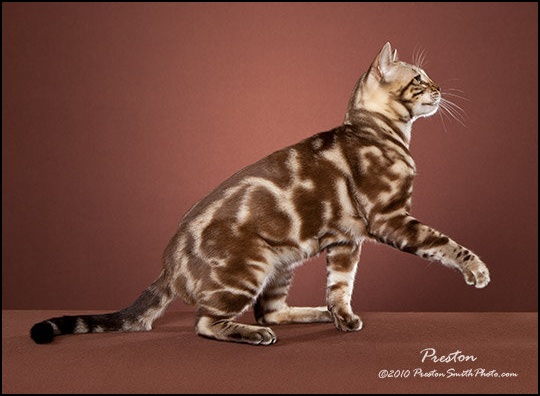  Seal Mink (Snow) Marbled Tabby Bengal Cat Stud