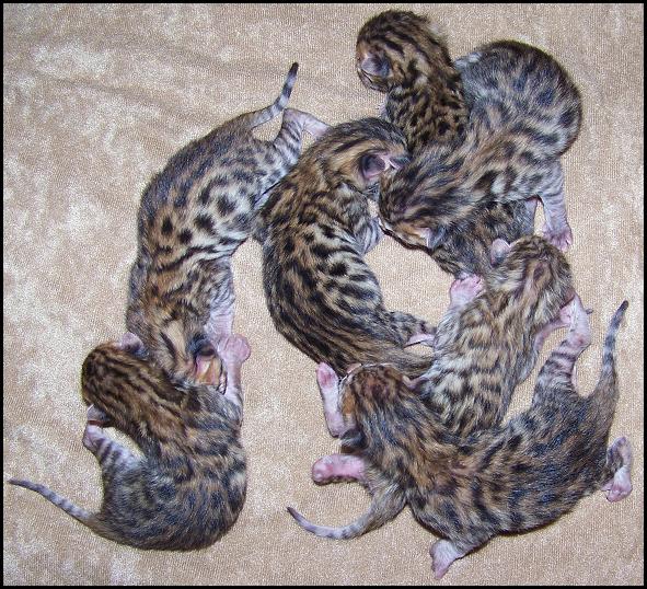 Brown Spotted (Donut Rosettes) Bengal Kitten Litter