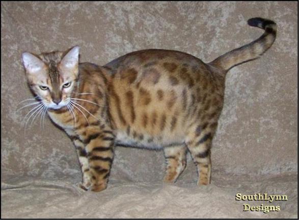 Brown (Rufused) Spotted (Donut Rosettes) Bengal Cat Queen